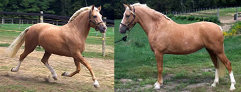 Pure Spanish palomino sabino